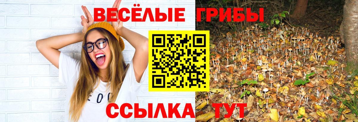 Бердск  Галлюциногенные грибы Psilocybe  купить наркотики цена  Вход с VPN 